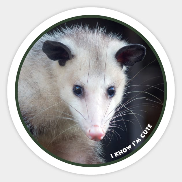 Opossum Sticker by NatureDzines